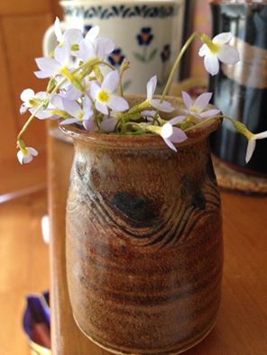 the first bouquet of bluets left by a boy beside my bed this April morning